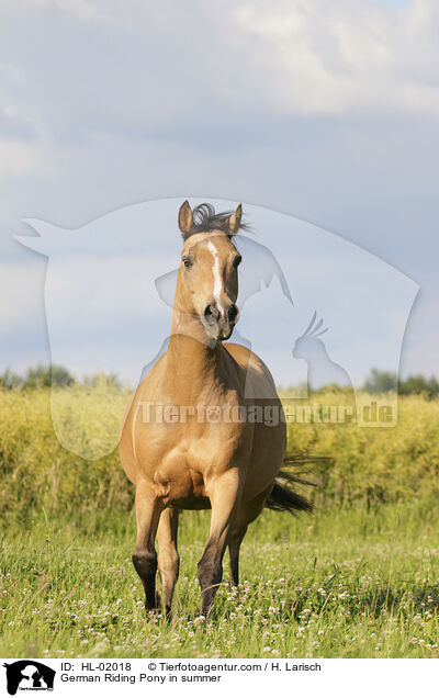 German Riding Pony in summer / HL-02018