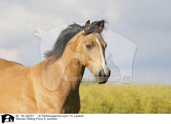 German Riding Pony in summer / HL-02031