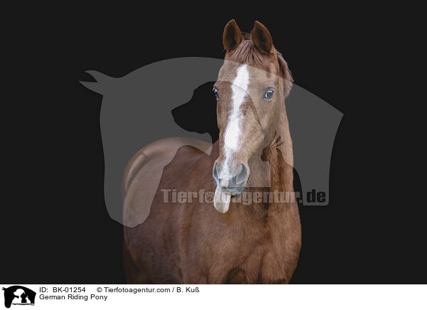 Deutsches Reitpony / German Riding Pony / BK-01254