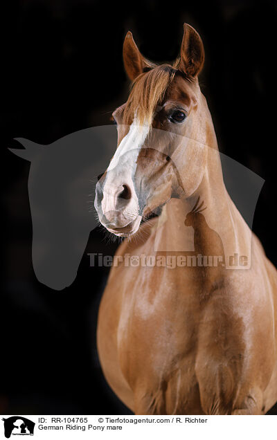 Deutsches Reitpony Stute / German Riding Pony mare / RR-104765