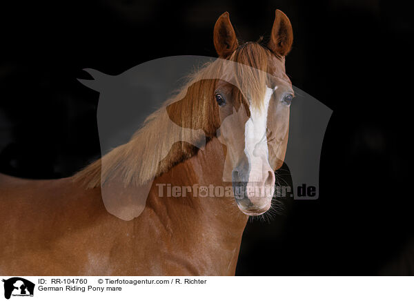 German Riding Pony mare / RR-104760