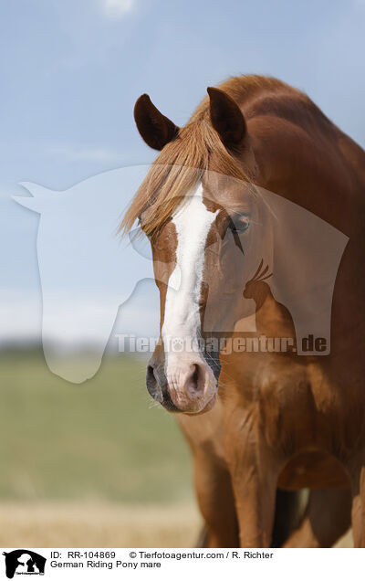 German Riding Pony mare / RR-104869