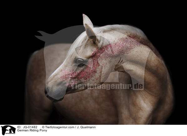 Deutsches Reitpony / German Riding Pony / JQ-01482