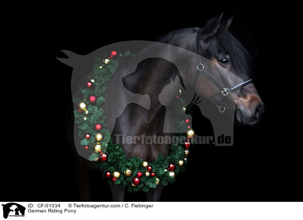 German Riding Pony / CF-01034