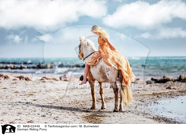 German Riding Pony / MAB-02448