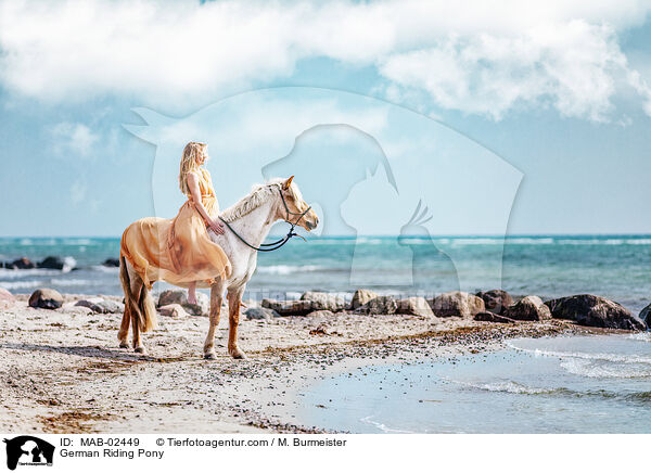 Deutsches Reitpony / German Riding Pony / MAB-02449