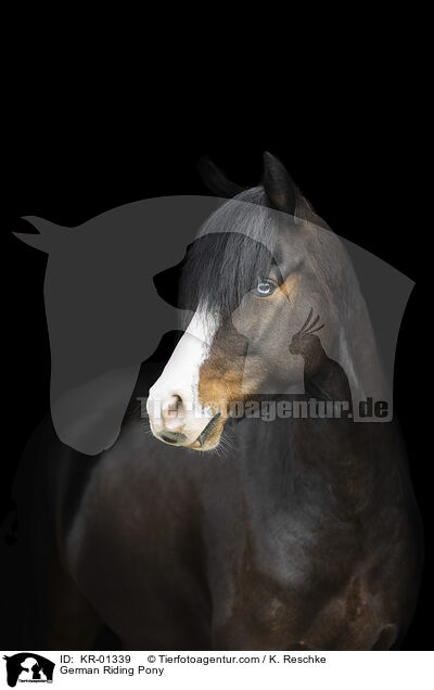 Deutsches Reitpony / German Riding Pony / KR-01339