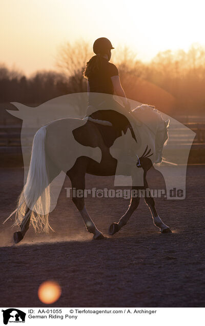 Deutsches Reitpony / German Riding Pony / AA-01055