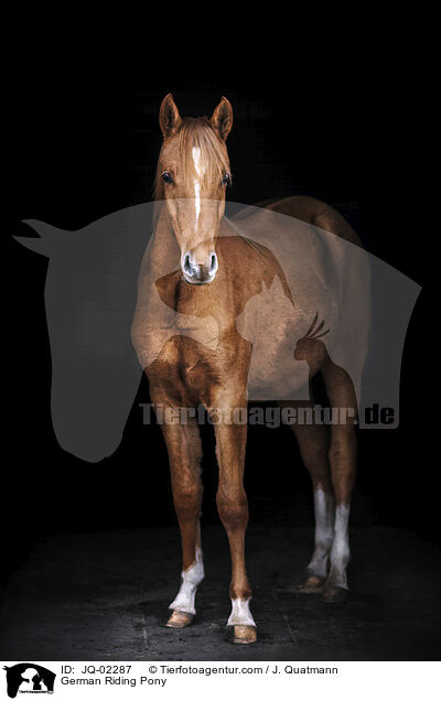 German Riding Pony / JQ-02287
