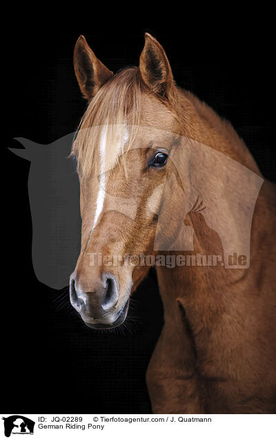 German Riding Pony / JQ-02289