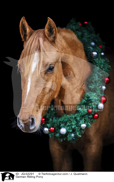 Deutsches Reitpony / German Riding Pony / JQ-02291