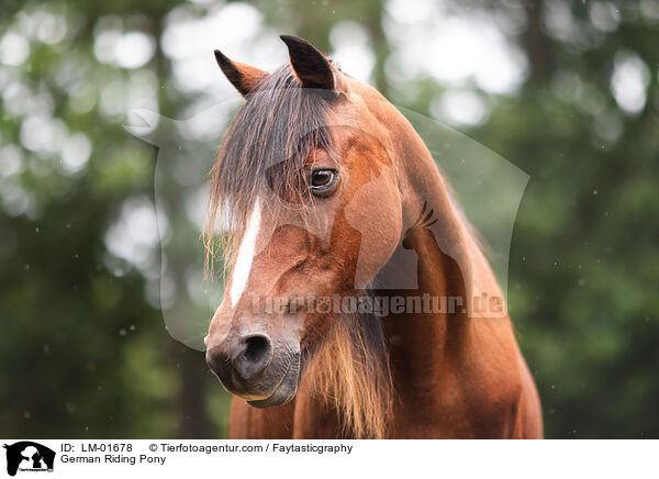 German Riding Pony / LM-01678