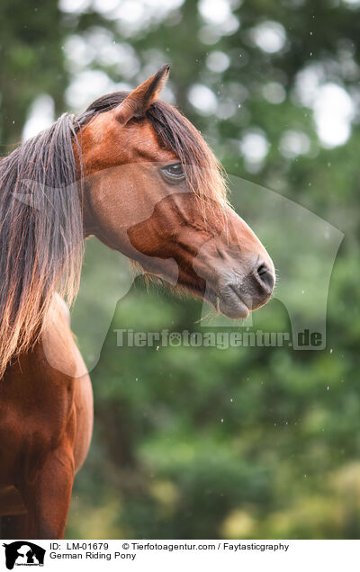 Deutsches Reitpony / German Riding Pony / LM-01679
