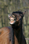 laughing Pony