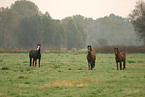 herd of horses