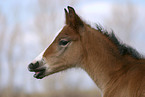 German Riding Pony foal portrait