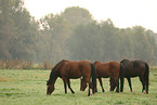 herd of horses