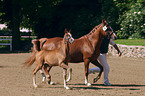 German Riding Pony