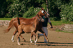 German Riding Pony