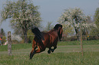 galloping pony
