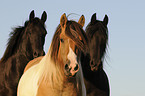 horses