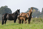ponies