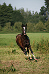 running Pony