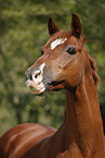 horse