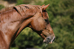 horse