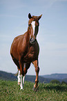 trotting horse