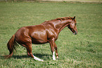 braking horse