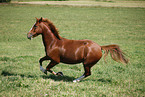 running horse