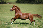 running horse