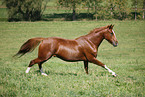 running horse