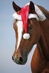 horse portrait