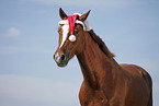 horse portrait