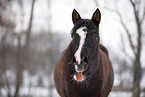 yawning horse