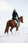 Pony