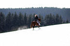 Pony