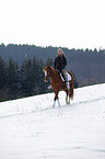 Pony