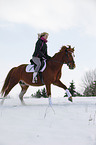 Pony