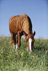 pony