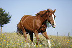 running pony