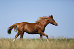 running pony