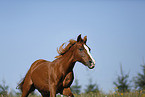 running pony