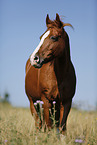 pony