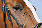 pony