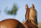 pony