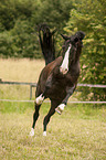 bucking pony