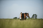 woman and German Riding Pony